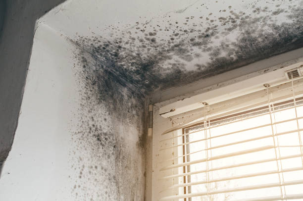Affordable Mold Inspection And Testing solutions in Fruitport, MI