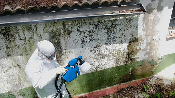 Top rated local Mold Inspection And Testing specialists in Fruitport, MI